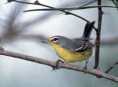 Adelaide's Warbler